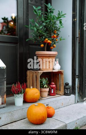 Dekoratives Herbststillleben mit Zitrusbaum, Kürbissen und Windlichtern vor dunkler Tür. Stockfoto