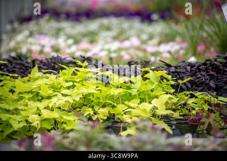 15. Juli 2020, Lothian, Maryland, USA: Verschiedene Topfpflanzen zum Verkauf in der Gärtnerei in Lothian, MD. (Kreditbild: © Edwin Remsberg/VW Pics via ZUMA Wire) Stockfoto