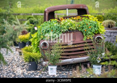 15. Juli 2020, Lothian, Maryland, USA: Rosted out Pickup bedeckt mit Grün in der Gärtnerei, Lothian, MD. (Kreditbild: © Edwin Remsberg/VW Pics Via ZUMA Wire) Stockfoto