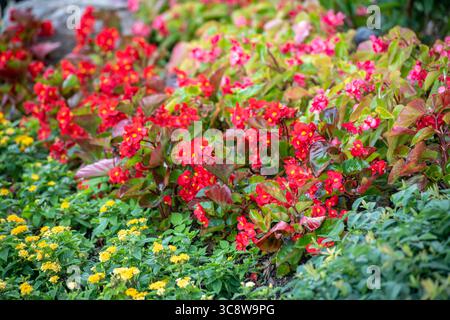 15. Juli 2020, Lothian, Maryland, USA: Bunte Jahresblumen zum Verkauf in der Baumschule, Lothian, MD. (Kreditbild: © Edwin Remsberg/VW Pics via ZUMA Wire) Stockfoto