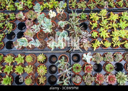 15. Juli 2020, Lothian, Maryland, USA: Verschiedene Sukkulenten zum Verkauf in der Gärtnerei, Lothian, MD. (Kreditbild: © Edwin Remsberg/VW Pics Via ZUMA Wire) Stockfoto