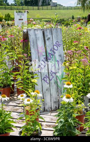 15. Juli 2020, Lothian, Maryland, USA: Hölzernes Schild mit der Aufschrift „Pollinator Plaza“ unter Topfpflanzen zum Verkauf in der Gärtnerei, Lothian, MD. (Kreditbild: © Edwin Remsberg/VW Pics Via ZUMA Wire) Stockfoto