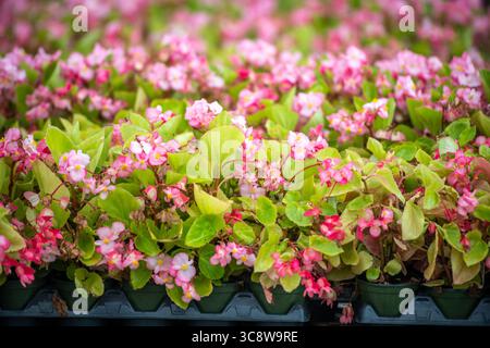 15. Juli 2020, Lothian, Maryland, USA: Vergossene rosafarbene Blumen zum Verkauf in der Gärtnerei in Lothian, MD. (Kreditbild: © Edwin Remsberg/VW Pics Via ZUMA Wire) Stockfoto