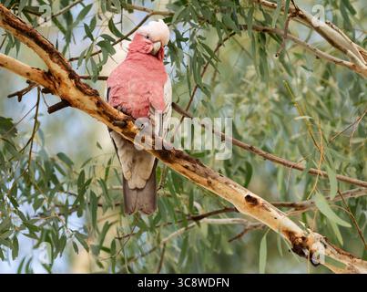 Der Galah (Eolophus roseicapilla) rosa und graue Kakadu australische Kakadu-Arten ist eine der am häufigsten vorkommenden und am weitesten verbreiteten Kakadu-Arten. Stockfoto