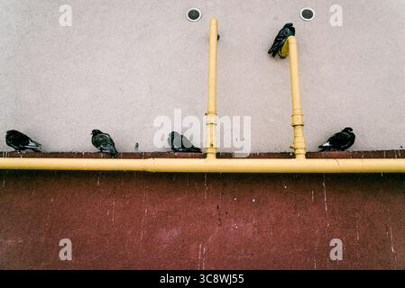 Wilde graue Tauben sitzen auf einer gelben Gasleitung in der Nähe von Wohngebäuden und beobachten Wildtiere Stockfoto