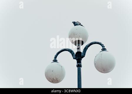 Wilde graue Taubenvogel sitzen auf der Ampel der Stadt und beobachten die Tierwelt Stockfoto
