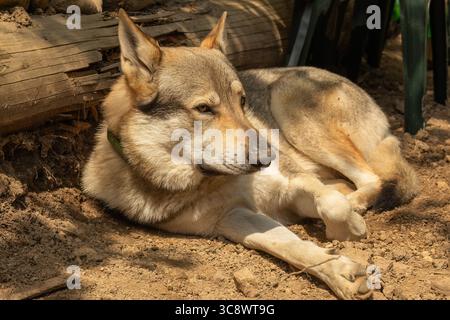 Der tschechoslowakische Wolfshund ruht im Wald Stockfoto