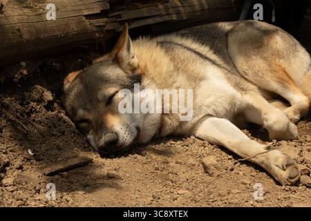 Der tschechoslowakische Wolfshund ruht im Wald Stockfoto