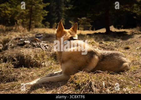 Der tschechoslowakische Wolfshund ruht im Wald Stockfoto