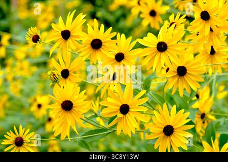 Dichte Ansammlung von Blaackäugen Susan-Blüten (Rudbeckia hirta), die in einem wilden Garten wachsen. Stockfoto