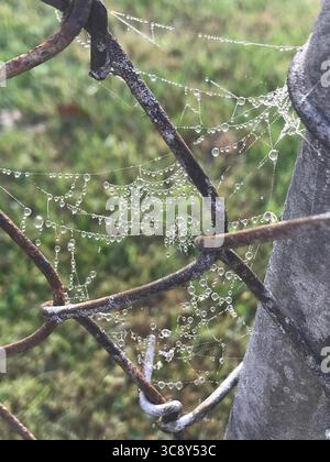 Spinnennetz mit Tautropfen Stockfoto