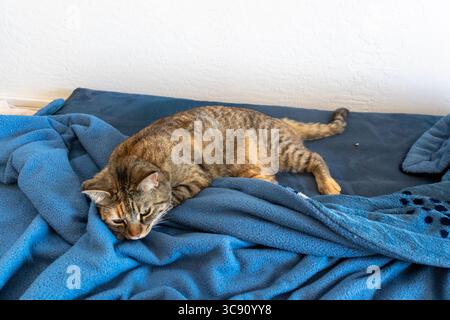 Eine verspielte Katze liegt bequem auf einer weichen blauen Decke, die ordentlich über einem gemütlichen Bett verteilt ist Stockfoto