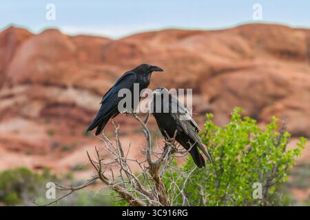 25. Mai 2011, Moab, Utah, Vereinigte Staaten: Der Common Raven, Corvas corax, ist weltweit in der nördlichen Hemisphäre zu finden. Er ist der am weitesten verbreitete Korvidvogel und ist sehr intelligent. Raven paart sich auf Lebenszeit. (Kreditbild: © Jon G. Fuller/VW Pics via ZUMA Wire) Stockfoto