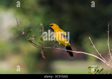 27. September 2016, Georgetown, Demerara-Mahaica Region, Guyana: Der gelbe Oriole, Icterus nigrogularis, wird auch als „Kochbanane“ und „kleiner Kornvogel“ bezeichnet, in Venezuela als „Gonzalito“. Sie brütet im nördlichen Südamerika in Kolumbien, Venezuela, Trinidad, den Guayanas und Teilen Nordbrasiliens. Der gelbe oriole ist ein Vogel aus offenem Wald, Buschland und Gärten. Fotografiert hier in den Georgetown Botanical Gardens, Georgetown, Guyana. (Kreditbild: © Jon G. Fuller/VW Pics via ZUMA Wire) Stockfoto