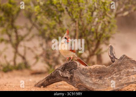13. März 2011, Edinburgh, Texas, Vereinigte Staaten: Der Nordkardinal Cardinalis cardinalis ist in den USA, Mexiko, Belize und Guatemala zu finden. Er isst hauptsächlich Samen, aber auch Insekten und einige Früchte. Sie ernährt sich normalerweise auf dem Boden. (Kreditbild: © Jon G. Fuller/VW Pics via ZUMA Wire) Stockfoto