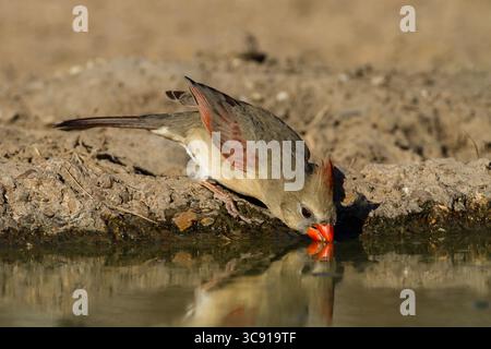 8. März 2011, Edinburgh, Texas, Vereinigte Staaten: Der Nordkardinal Cardinalis cardinalis ist in den USA, Mexiko, Belize und Guatemala zu finden. Er isst hauptsächlich Samen, aber auch Insekten und einige Früchte. Sie ernährt sich normalerweise auf dem Boden. (Kreditbild: © Jon G. Fuller/VW Pics via ZUMA Wire) Stockfoto
