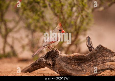 13. März 2011, Edinburgh, Texas, Vereinigte Staaten: Der Nordkardinal Cardinalis cardinalis ist in den USA, Mexiko, Belize und Guatemala zu finden. Er isst hauptsächlich Samen, aber auch Insekten und einige Früchte. Sie ernährt sich normalerweise auf dem Boden. (Kreditbild: © Jon G. Fuller/VW Pics via ZUMA Wire) Stockfoto