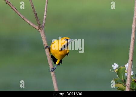 27. September 2016, Georgetown, Demerara-Mahaica Region, Guyana: Der gelbe Oriole, Icterus nigrogularis, wird auch als „Kochbanane“ und „kleiner Kornvogel“ bezeichnet, in Venezuela als „Gonzalito“. Sie brütet im nördlichen Südamerika in Kolumbien, Venezuela, Trinidad, den Guayanas und Teilen Nordbrasiliens. Der gelbe oriole ist ein Vogel aus offenem Wald, Buschland und Gärten. Fotografiert hier in den Georgetown Botanical Gardens, Georgetown, Guyana. (Kreditbild: © Jon G. Fuller/VW Pics via ZUMA Wire) Stockfoto