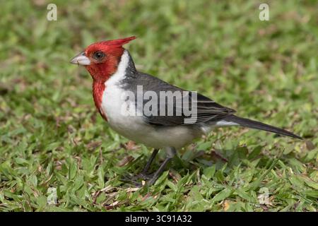 21. Januar 2018, Hawaii, Vereinigte Staaten: Der Rotkammkardinal Paroaria coronata ist in Südamerika beheimatet, ist aber eine in Hawaii eingeführte Art. (Kreditbild: © Jon G. Fuller/VW Pics via ZUMA Wire) Stockfoto