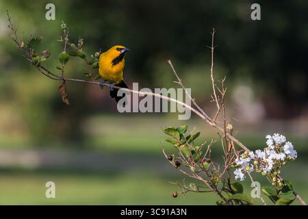 27. September 2016, Georgetown, Demerara-Mahaica Region, Guyana: Der gelbe Oriole, Icterus nigrogularis, wird auch als „Kochbanane“ und „kleiner Kornvogel“ bezeichnet, in Venezuela als „Gonzalito“. Sie brütet im nördlichen Südamerika in Kolumbien, Venezuela, Trinidad, den Guayanas und Teilen Nordbrasiliens. Der gelbe oriole ist ein Vogel aus offenem Wald, Buschland und Gärten. Fotografiert hier in den Georgetown Botanical Gardens, Georgetown, Guyana. (Kreditbild: © Jon G. Fuller/VW Pics via ZUMA Wire) Stockfoto