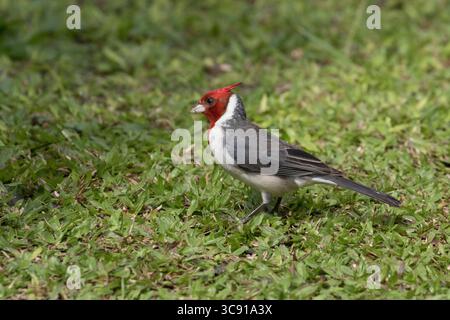 21. Januar 2018, Hawaii, Vereinigte Staaten: Der Rotkammkardinal Paroaria coronata ist in Südamerika beheimatet, ist aber eine in Hawaii eingeführte Art. (Kreditbild: © Jon G. Fuller/VW Pics via ZUMA Wire) Stockfoto