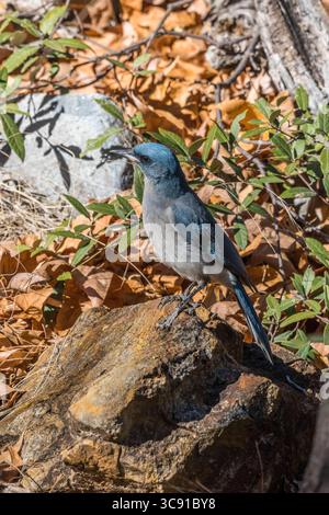 15. Januar 2021, Arizona, Vereinigte Staaten: Mexikanischer jay, Aphelocoma wollweberi, auf der Suche im Madera Canyon, Arizona. (Kreditbild: © Jon G. Fuller/VW Pics via ZUMA Wire) Stockfoto