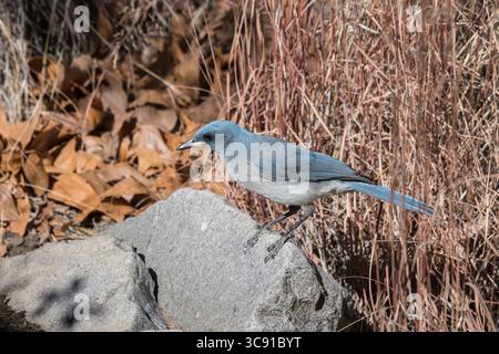 15. Januar 2021, Arizona, Vereinigte Staaten: Mexikanischer jay, Aphelocoma wollweberi, auf der Suche im Madera Canyon, Arizona. (Kreditbild: © Jon G. Fuller/VW Pics via ZUMA Wire) Stockfoto
