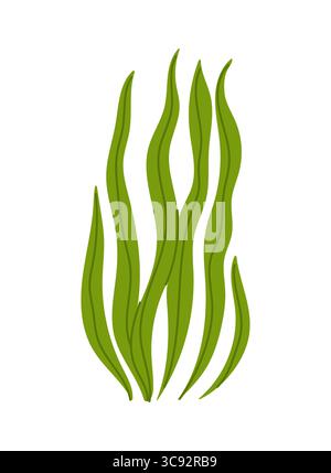 Tropisches Meerwasser Meeresalgen oder Algen. Tropisches Meer unter Wasser isolierte Vektorpflanze, Korallenriff aquatische Tieralgen. Aquarium Wasser oder Meeresflora Meeresalgen Stock Vektor