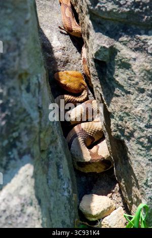 Blick aus nächster Nähe direkt über einer giftigen Eastern Copperhead Schlange in einem Riss zwischen Felsen am Bear's den Overlook entlang des Appalachian Trail. Stockfoto