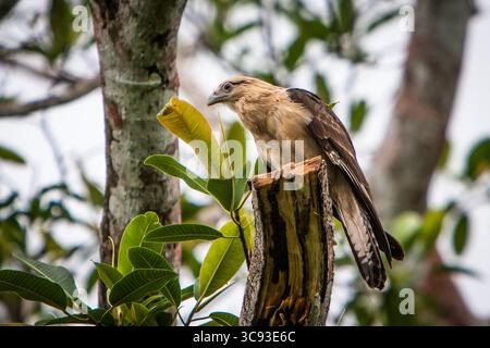 27. November 2008, Colon Province, Panama: Eine gelbköpfige Caracara, Milvago chimachima, die auf einem Baum in Fort San Lorenzo in Panama thront. Sie kommen von Costa Rica bis Trinidad und Tobago und von Süden bis Nordargentinien vor. (Kreditbild: © Jon G. Fuller/VW Pics via ZUMA Wire) Stockfoto