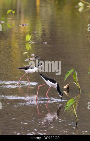 21. Januar 2018, Hawaii, USA: Die hawaiianische Stelze Himantopus mexicanus knudseni ist eine vom Aussterben bedrohte hawaiianische Unterart der Schwarzhalsstelze. Er hat die längsten Beine eines Vogels auf der Welt. (Kreditbild: © Jon G. Fuller/VW Pics via ZUMA Wire) Stockfoto