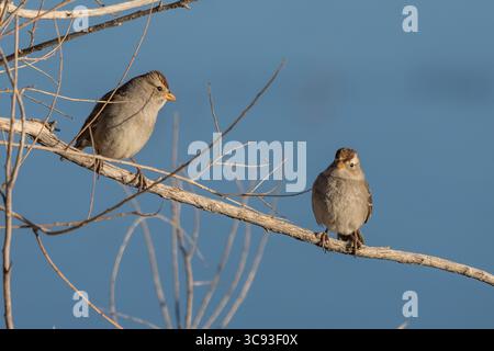 5. Januar 2021 in Oaxaca, Mexiko: Zwei junge, weiß gekrönte Spatzen, Zonotrichia leucophrys, im Bosque del Apache National Wildlife Refuge, New Mexico. (Kreditbild: © Jon G. Fuller/VW Pics via ZUMA Wire) Stockfoto