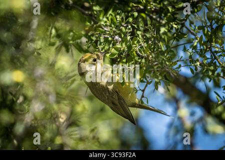 11. Januar 2021, Tucson, Arizona, Vereinigte Staaten: Ein orangengekrönter Warbler, der in einem Graudornstrauch Beeren in einer Voliere des Arizona Sonoran Desert Museum sucht. (Kreditbild: © Jon G. Fuller/VW Pics via ZUMA Wire) Stockfoto