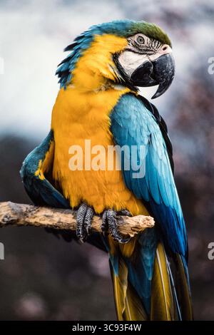 11. Februar 2021, Frankfurt, Deutschland: Blaue und gelbe oder blaue und goldene Aras, Ara ararauna, sind in Panama und Südamerika beheimatet. (Kreditbild: © Jon G. Fuller/VW Pics via ZUMA Wire) Stockfoto