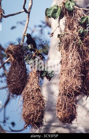 11. Februar 2021, Panama, Panama: Ein gelbstämmiger Cacique, Cacicus cela, durch sein gewebtes Hängenest in einem Baum im Regenwald von Panama. (Kreditbild: © Jon G. Fuller/VW Pics via ZUMA Wire) Stockfoto
