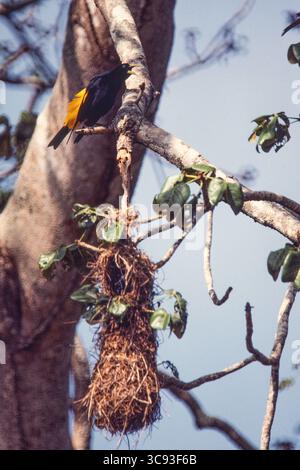 11. Februar 2021, Panama, Panama: Ein gelbstämmiger Cacique, Cacicus cela, ruft durch sein gewebtes Hängenest in einem Baum im Regenwald von Panama. (Kreditbild: © Jon G. Fuller/VW Pics via ZUMA Wire) Stockfoto