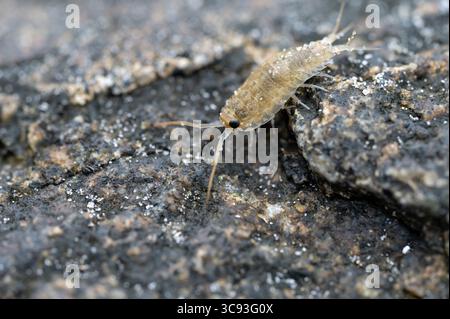 Seeschiefer (Ligia oceanica) Stockfoto