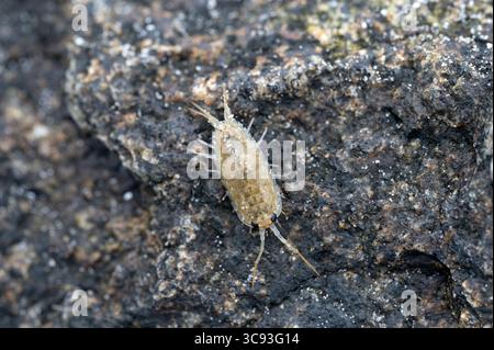 Seeschiefer (Ligia oceanica) Stockfoto