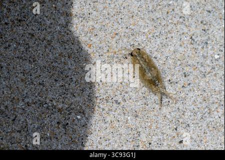 Seeschiefer (Ligia oceanica) Stockfoto