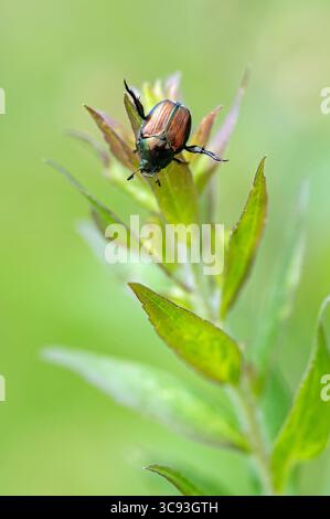 Japanischer Käfer (Popillia japonica) Stockfoto