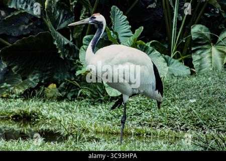 12. Februar 2021, Singapur: Der Rotkräne Grus japonensis ist eine vom Aussterben bedrohte Spezies aus Ostasien. Sie ist eine der größten Kraniche der Welt. (Kreditbild: © Jon G. Fuller/VW Pics via ZUMA Wire) Stockfoto