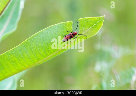 Roter Milkweedkäfer (Tetraopes tetrophthalmus) an Wirtspflanze Stockfoto
