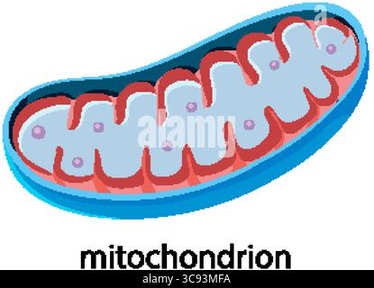 Detaillierte Vektorillustration eines Mitochondrions mit leuchtenden Farben und klarer Struktur, die seine internen Komponenten hervorhebt Stock Vektor