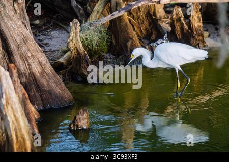 Ein Snowy Egret steht anmutig im smaragdgrünen Wasser, umgeben von verwitterten Zypressenstümpfen in einer ruhigen, natürlichen Umgebung. Stockfoto