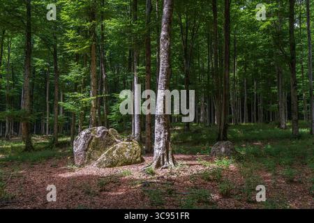Lichtstrahlen im Buchenwald in Monte Amiata, Toskana Stockfoto