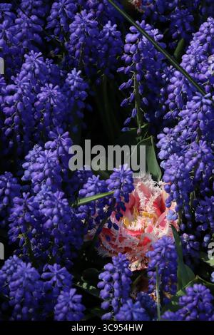 Blaue Hyazinthen in holland Stockfoto