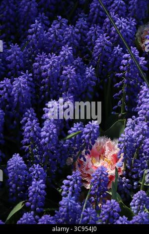 Blaue Hyazinthen in holland Stockfoto