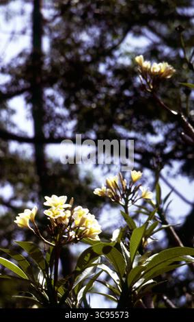 Gelbe Frangipani-Blüten Gegen Tropisches Baldachin, Yunnan China Stockfoto