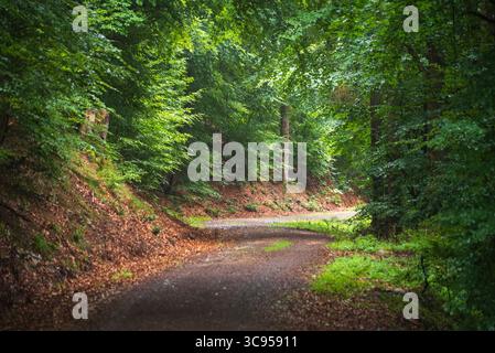 Eine gepflasterte Waldstraße windet sich sanft durch dichtes grünes Sommerlaub im Hunsrück-Hochwald-Nationalpark, Saarland, Deutschland. Stockfoto