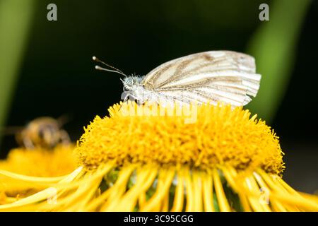 Großer Weißkohl-Schmetterling (Rieris rapae) isst Nektar auf gelber Blume Stockfoto